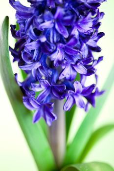 blue hyacinth 