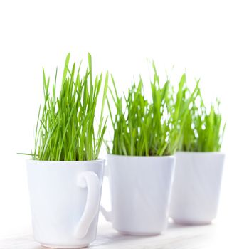 green grass in coffee cups 
