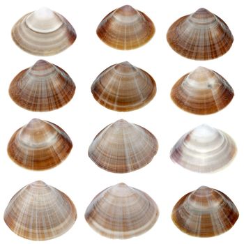Detailed sea shells