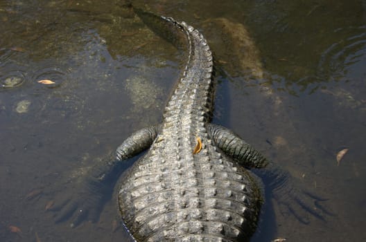 alligator tail