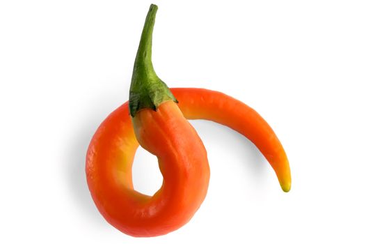 Curl orange hot pepper