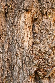 Background of bark of Black Locust, Robinia pseudacacia, closeup