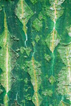 Background of bark of Snakebark Maple, Acer rufinerve, closeup