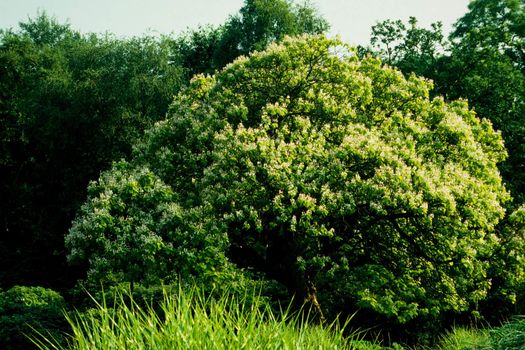 Indian bean tree, Catalpa bignonioides, in full bloom