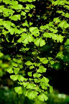 Leaves of Ginkgo biloba tree