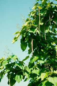Husks of Indian bean tree, Catalpa bignonioides, closeup