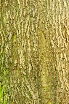 Background of bark of Norway Maple, Acer platanoides, closeup