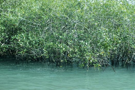 Mangrove in Costa Rica