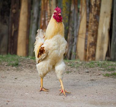one cock walking on farm