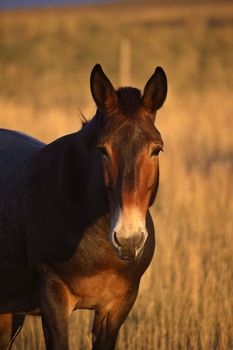 A mule in an Alberta pasture