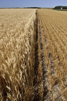 Ripened wheat and stubble in Saskatchewan field