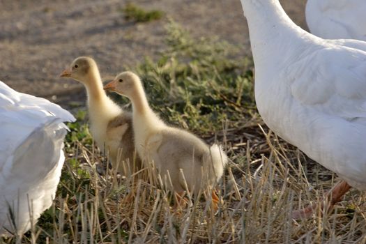 Two goslings with domestic geese