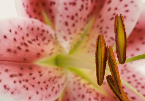 Close up of Pink lily. Selective focus