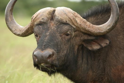 African Buffalo Portrait