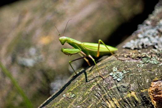 Praying Mantis in natural environment