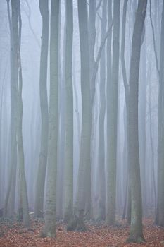 Wald im nebel