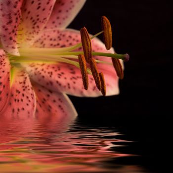 Pink lily with copy space over black