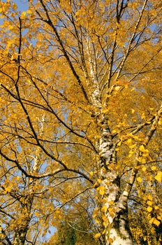 Autumn birch branches. Dramatical seasonal changes 