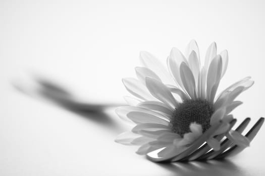 Fork and white flower