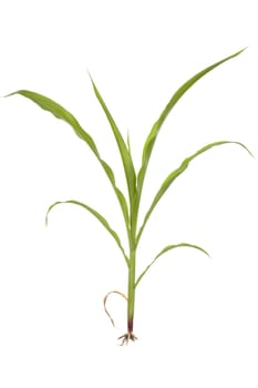 young plant corn with root on white background