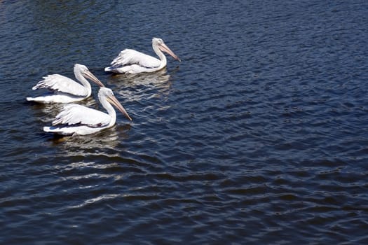 Three pelicans swimming in lake.