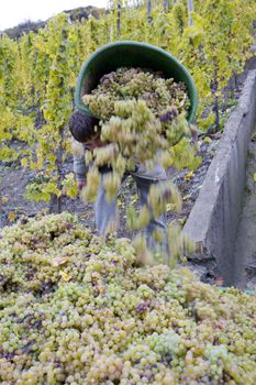 wine harvest, vineyard near Bernkastel, Rheinland Pfalz, Germany