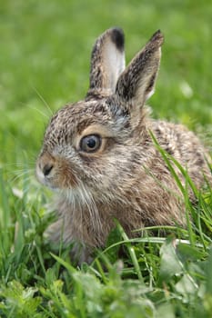 little hare