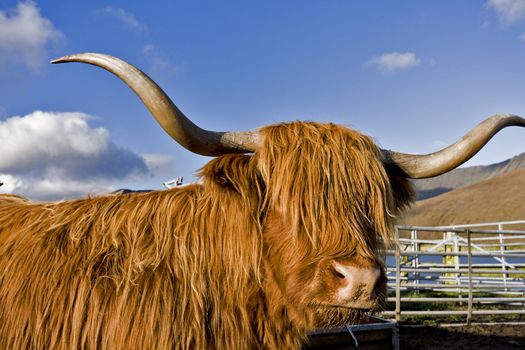 single brown highland cattle looking to the camera with blue sky in background.