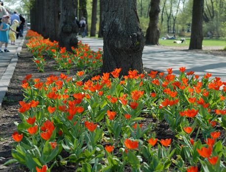 Scandinavian Lifestyle - flowers in the park