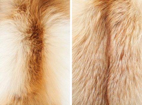 Fox winter fur close-up #3. Neck and back | Textures