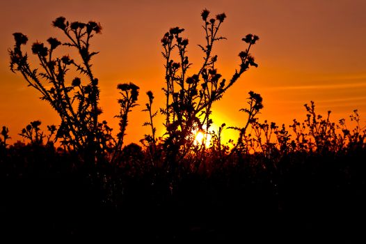 Sunset against the backdrop of thistles