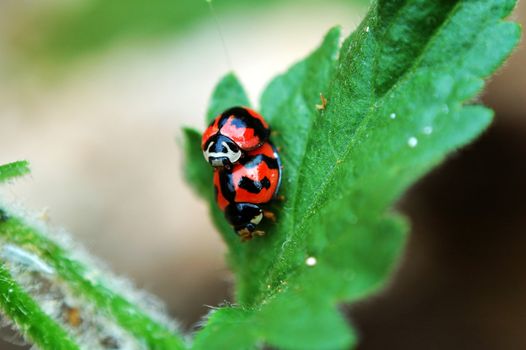 Ladybirds with love