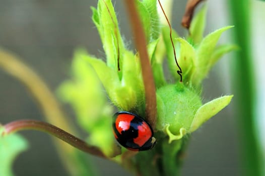 Ladybird with seeds