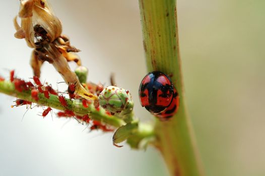 Mating ladybirds and red aphids