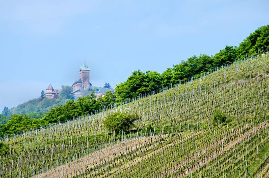 castle of hochkoenigsburg and vineyards