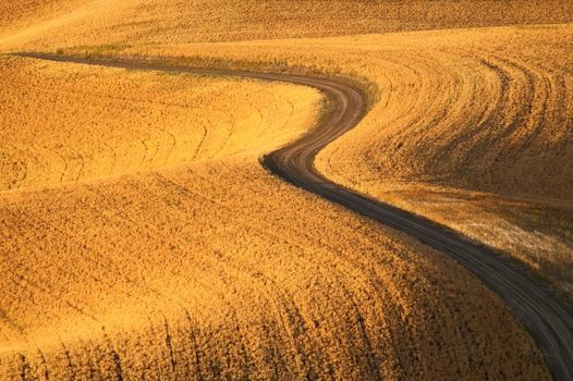 Curving dirt road and fields at sunset, Whitman County, Washington, USA