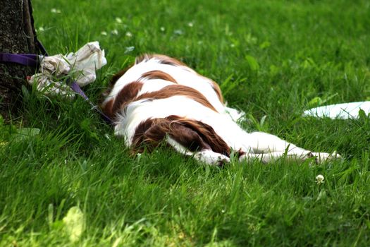 Dog taking a nap beside a frisbee