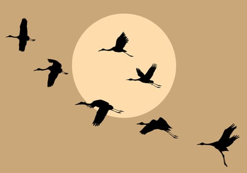 vector silhouettes flying cranes on background sun
