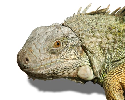 Head of iguana isolated