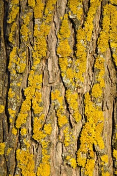 Mossy tree trunk bark closeup background details 