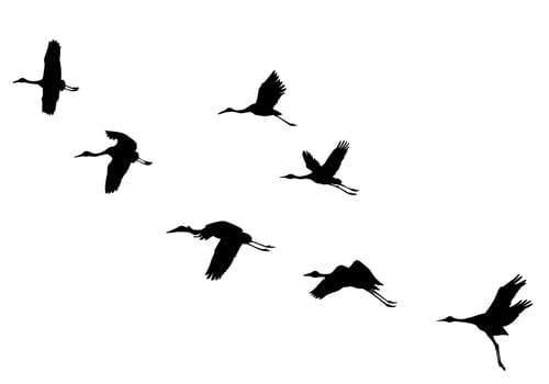 vector silhouettes flying cranes