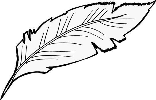 Hand drawn, vector, sketch illustration of feather