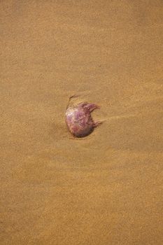 medusa on sand