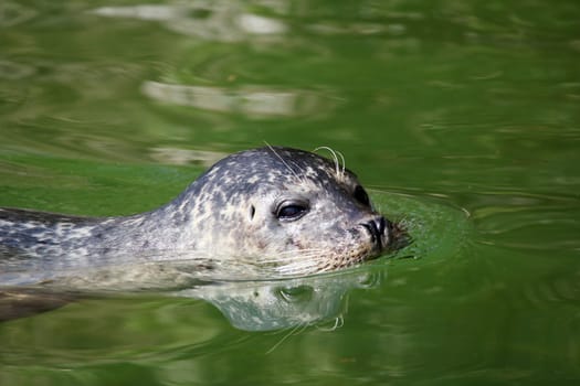 seal aquatic mammal swimming wildlife scene