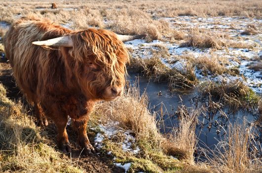Highland cattle outdoors on pasture