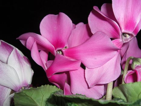 pink blossoms of cyclamen 