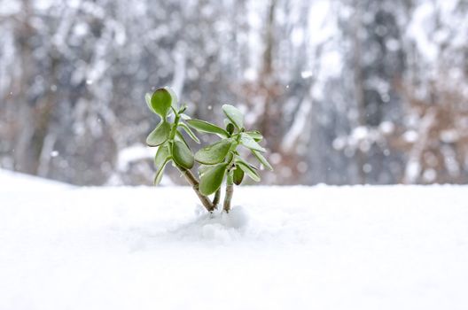Plant in the winter growing out of snow
