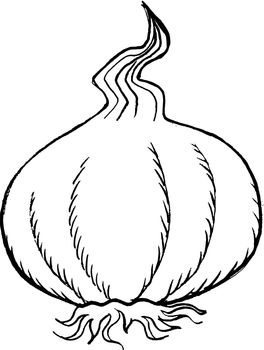 Hand drawn, vector illustration of bulb of garlic