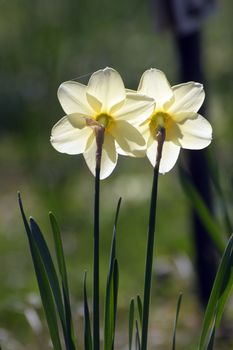 Couple of daffodils