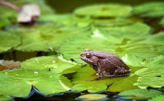 frog on lilypad